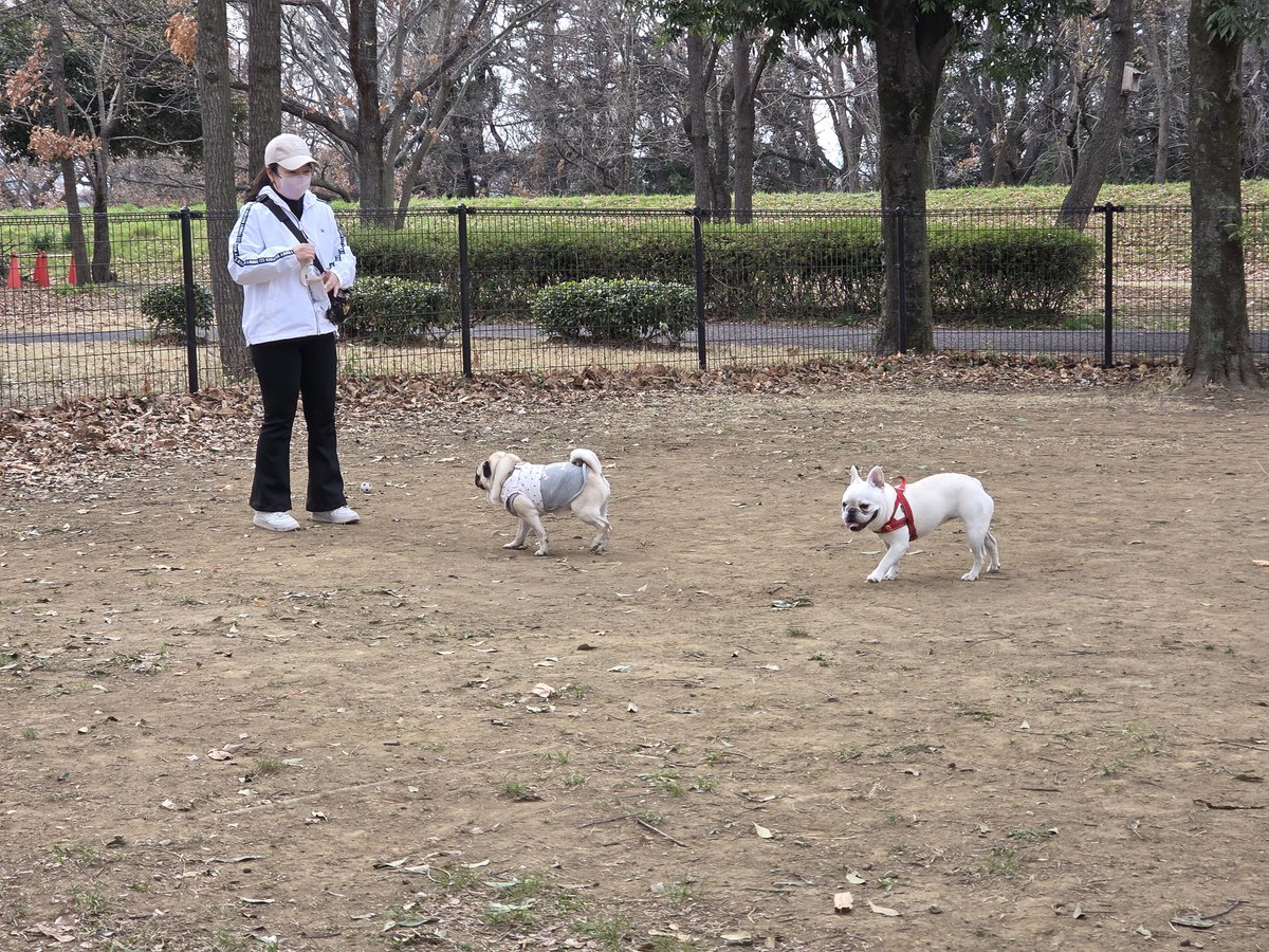 ぶんちゃん@フレブル&株主優待 tweet media