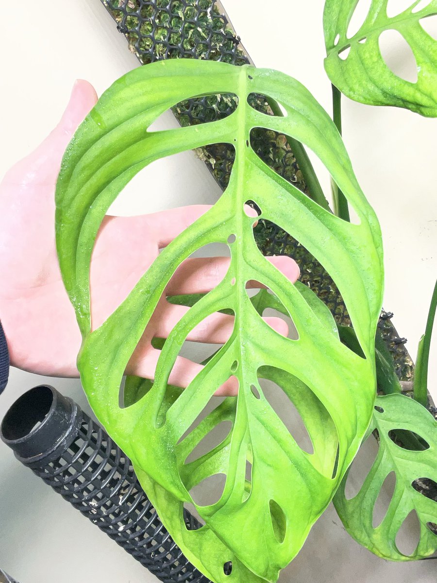 まさお【根腐れのプロ】 tweet media