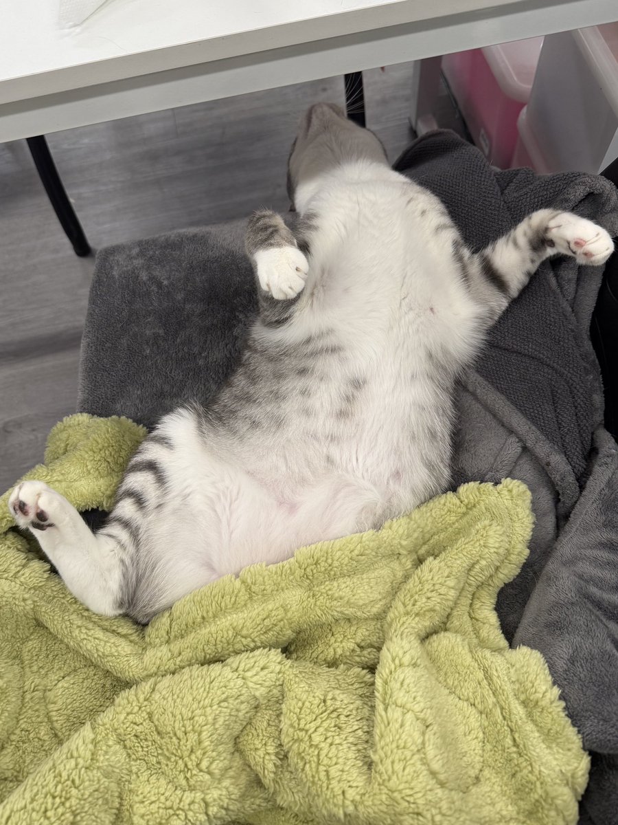 Sarah Fletcher tweet media