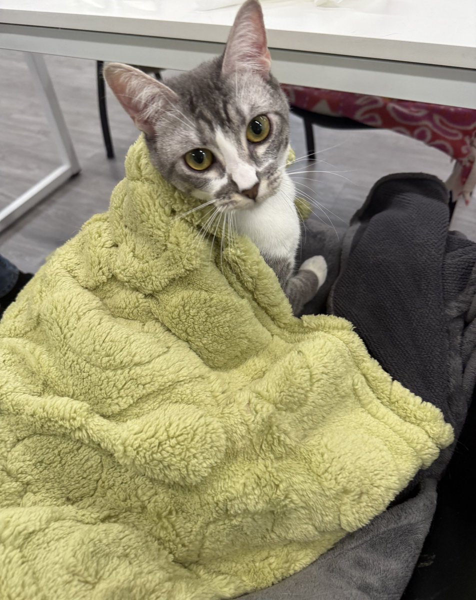 Sarah Fletcher tweet media