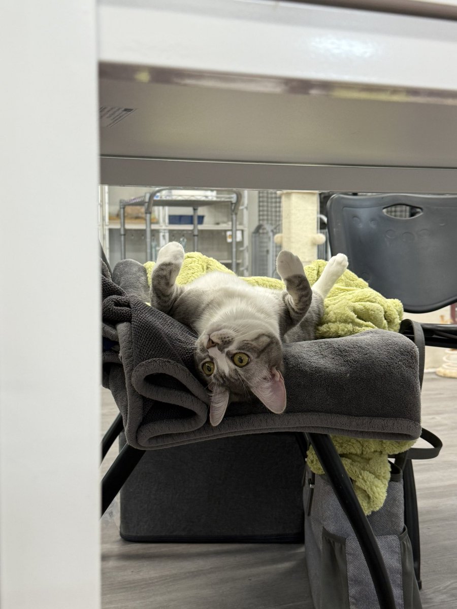 Sarah Fletcher tweet media