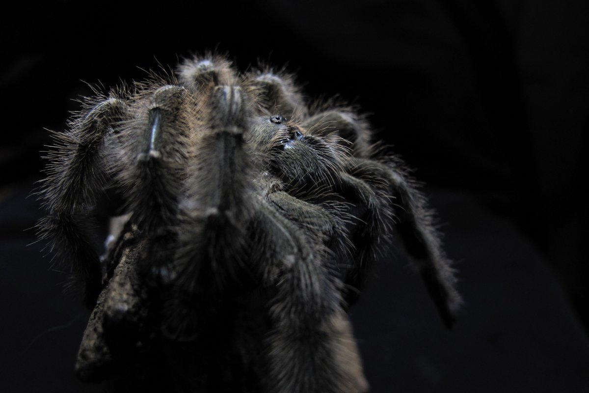 Iridopelma hirsutum
リブトツリーは結構昔から知られている種ってこともあって、AviculariaとIridopelmaの間を行ったり来たりしてましたなー。