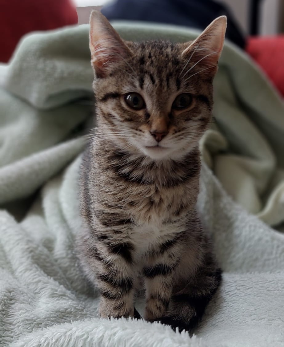 SPECR_cat tweet media