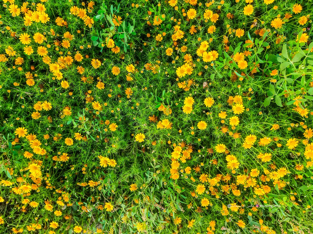 فرسا tweet media