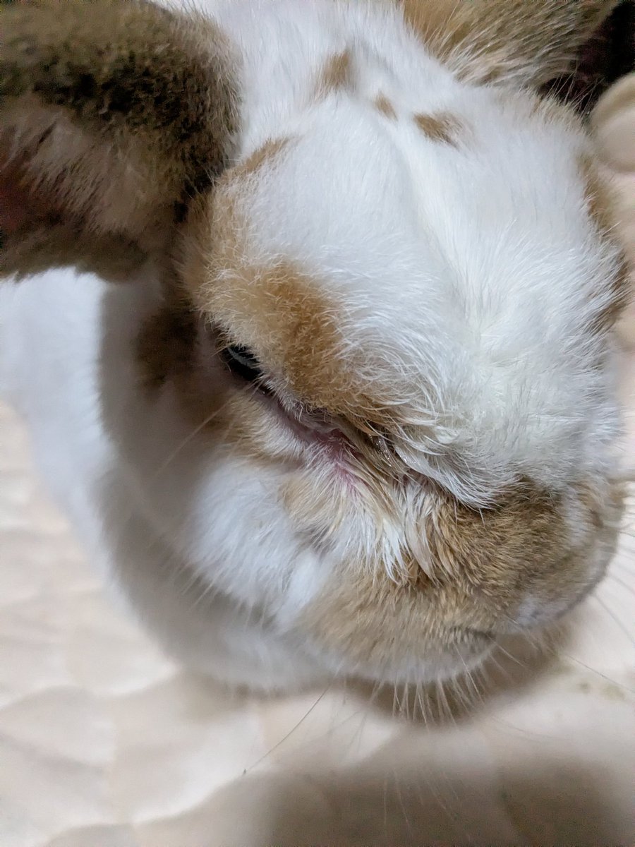 ごごんた tweet media