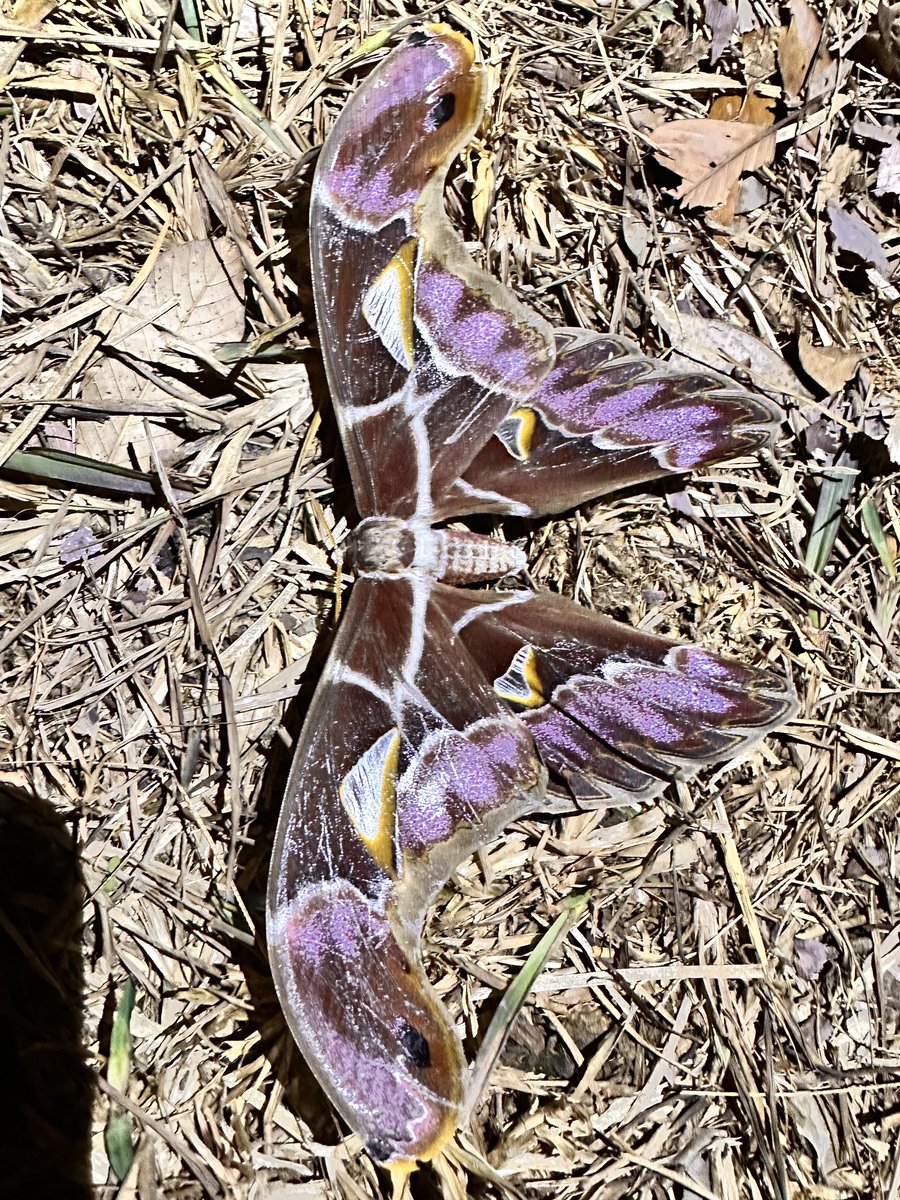 moth_love's tweet photo. Archaeoattacus staudingeri
スタウディンゲリー！！かっこよ！！やばー https://t.co/hCDyGcIgKo