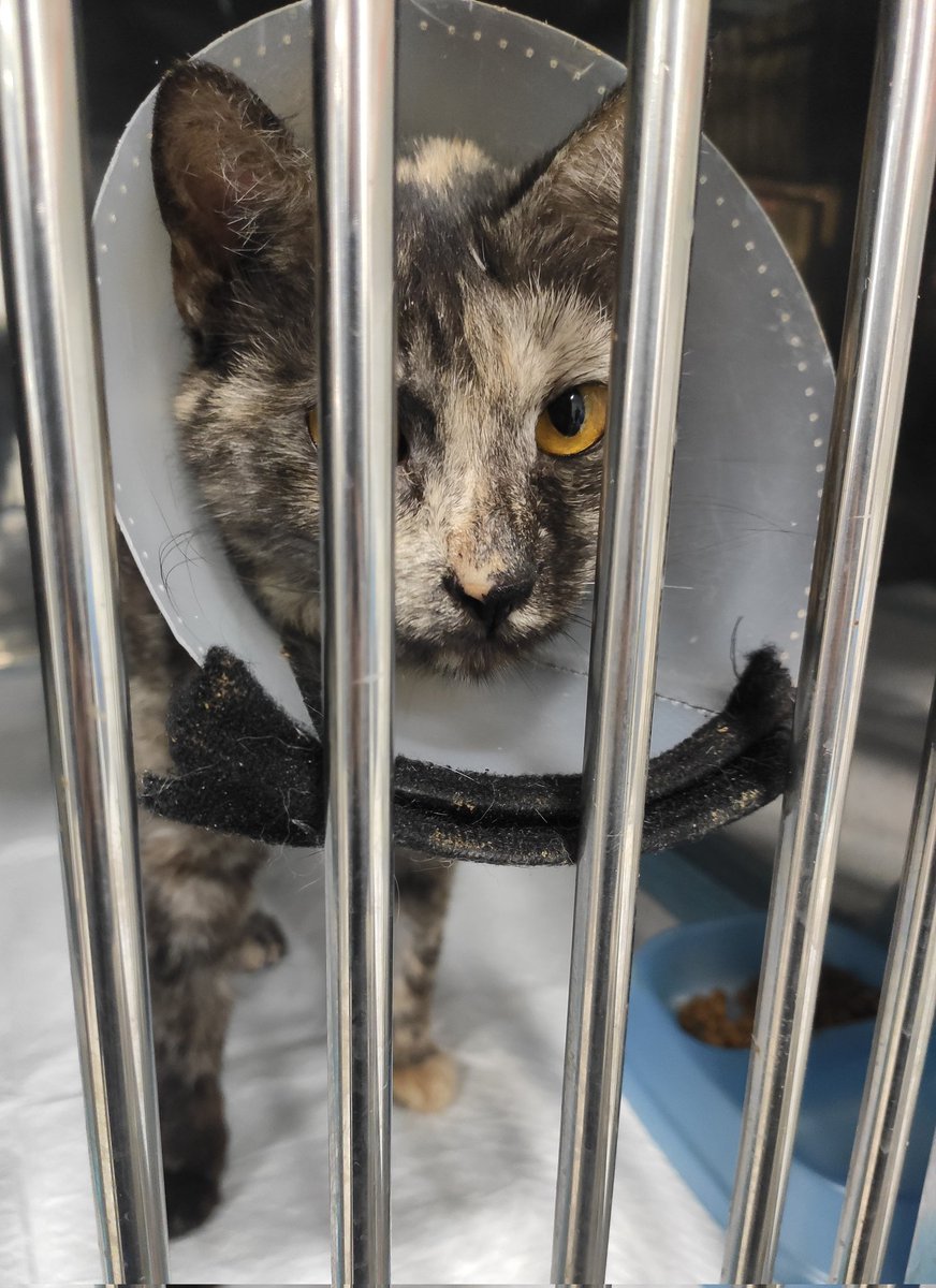 🫟пані киця gone tired🫟 tweet media