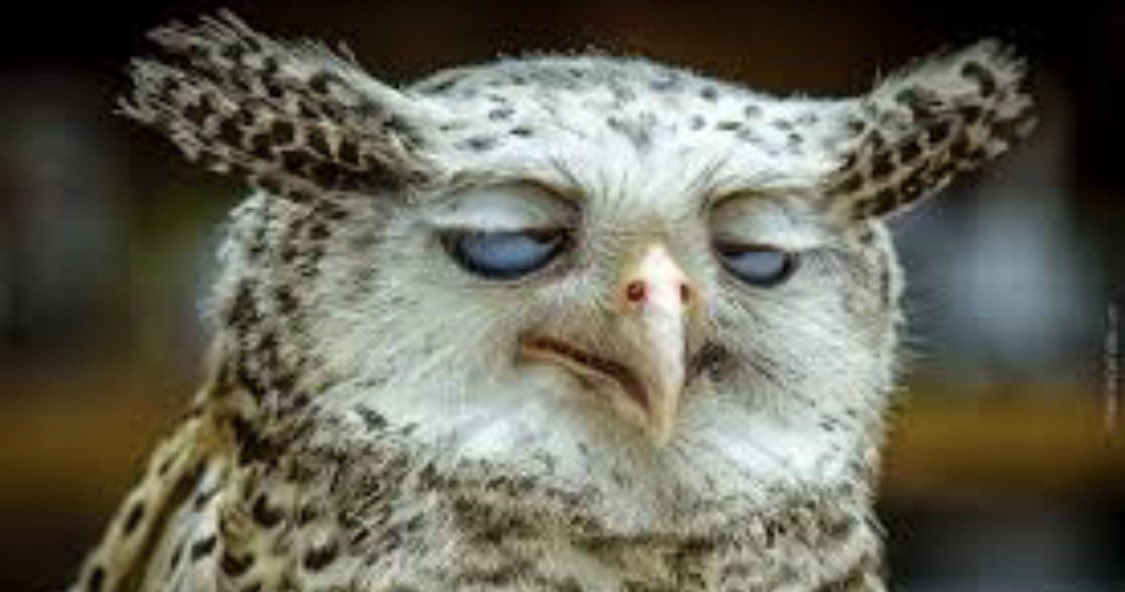 Majo 🍄 tweet media