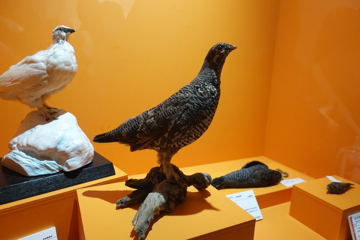 hyperneko(ハイパーねこ) tweet media