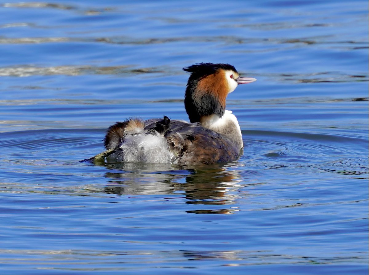 nadski65's tweet image. A little collection of quiet moments 🌼🦆💙
Flowers in the sun, gentle water, and life moving peacefully…
Nature has a way of reminding us to slow down and just be.
#nature #NatureBeautiful #lake #northumberland #duck #birds #flowers #spring #sunday #nikon #nikonphotography