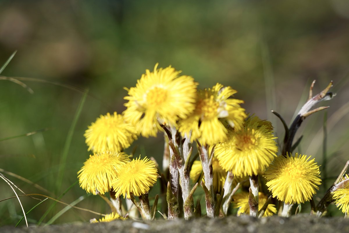 nadski65's tweet image. A little collection of quiet moments 🌼🦆💙
Flowers in the sun, gentle water, and life moving peacefully…
Nature has a way of reminding us to slow down and just be.
#nature #NatureBeautiful #lake #northumberland #duck #birds #flowers #spring #sunday #nikon #nikonphotography
