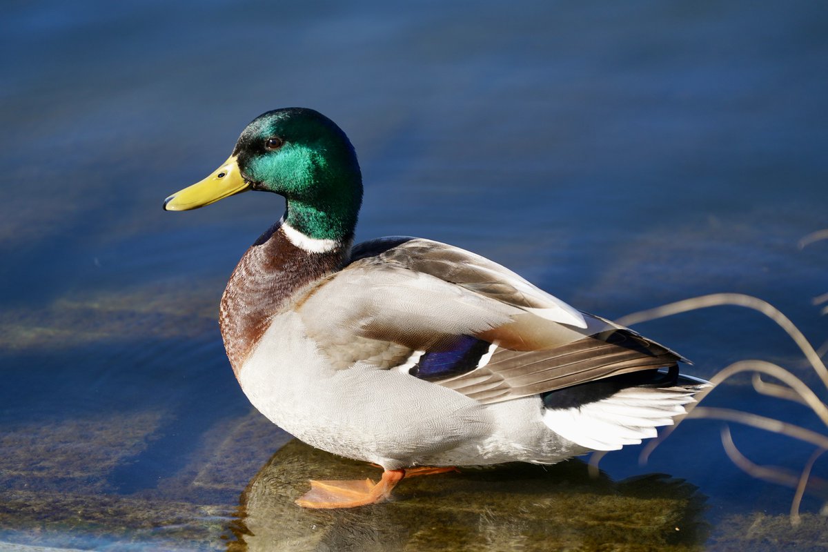 nadski65's tweet image. A little collection of quiet moments 🌼🦆💙
Flowers in the sun, gentle water, and life moving peacefully…
Nature has a way of reminding us to slow down and just be.
#nature #NatureBeautiful #lake #northumberland #duck #birds #flowers #spring #sunday #nikon #nikonphotography