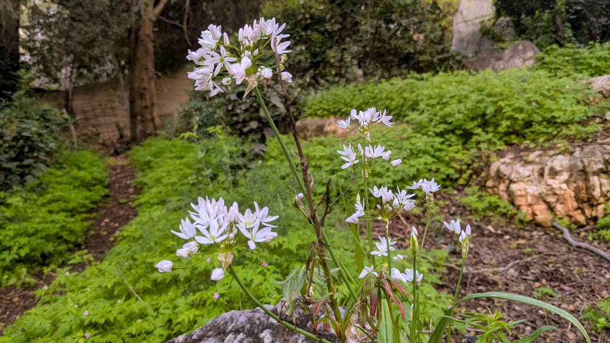 Neta Caspin tweet media