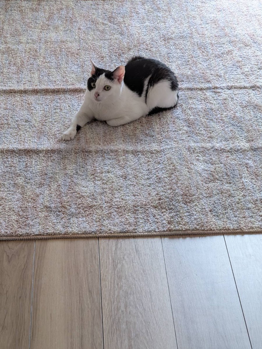 やあさん tweet media