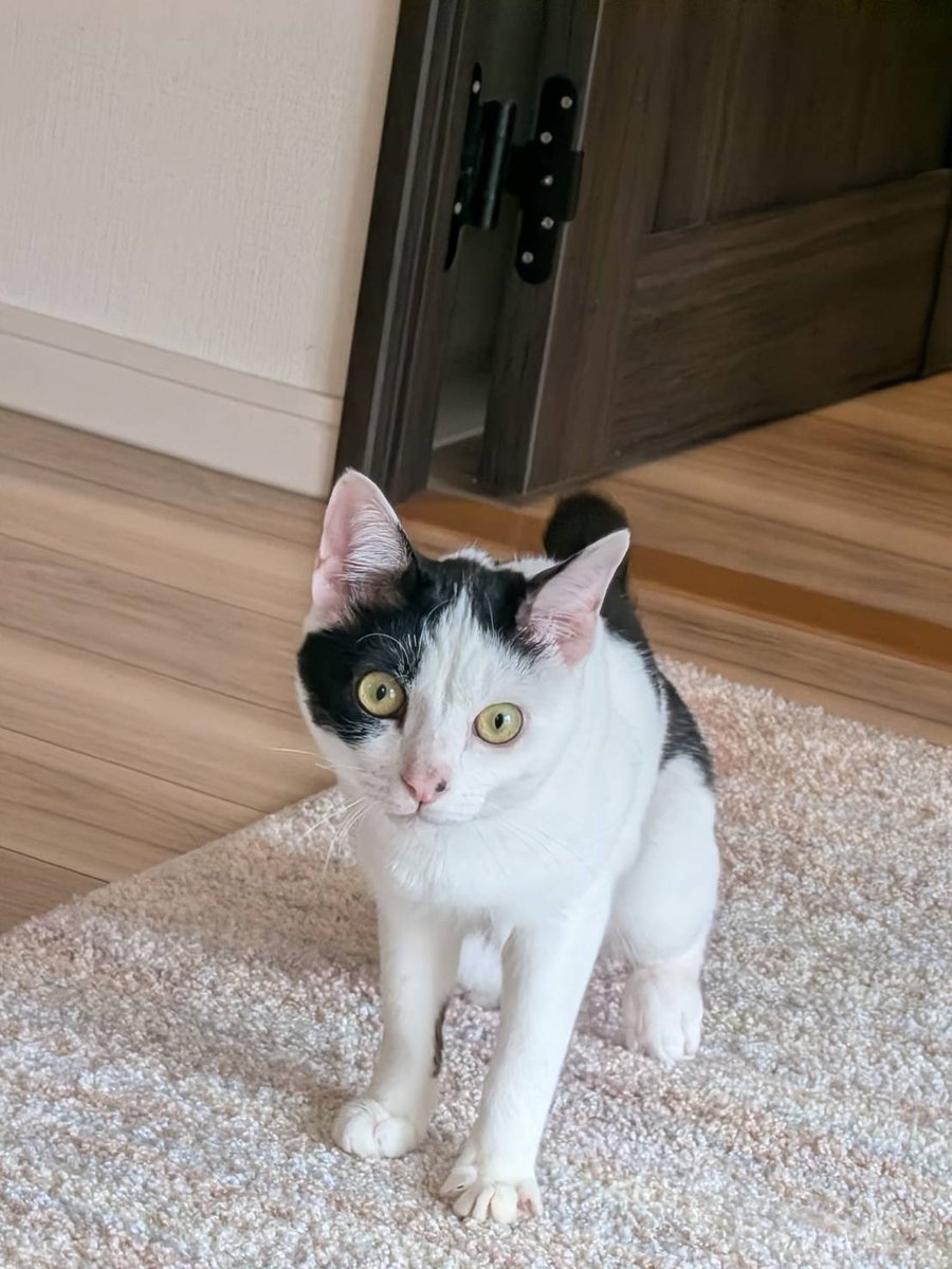 やあさん tweet media