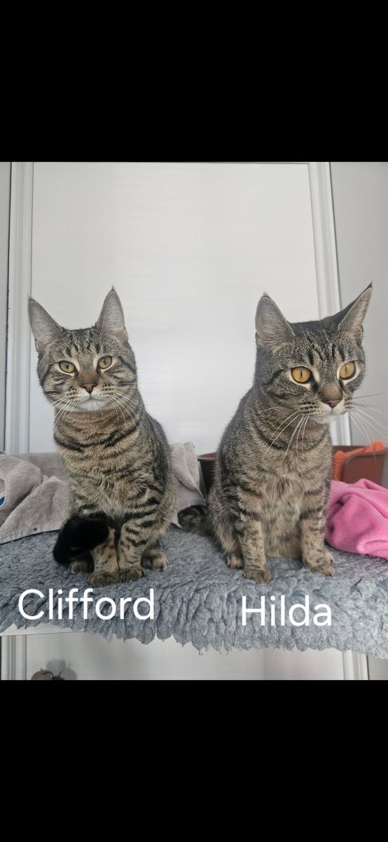 shelternews's tweet photo. Just a few of our #happyhomes to finish the week.
Wishing Clifford, Hilda and Eddie all the best in their new homes and Red has been reserved to go to his new home 😺
#thescratchingpost #sundayvibes #adoptdontshop https://t.co/Xx3qtMZXVH
