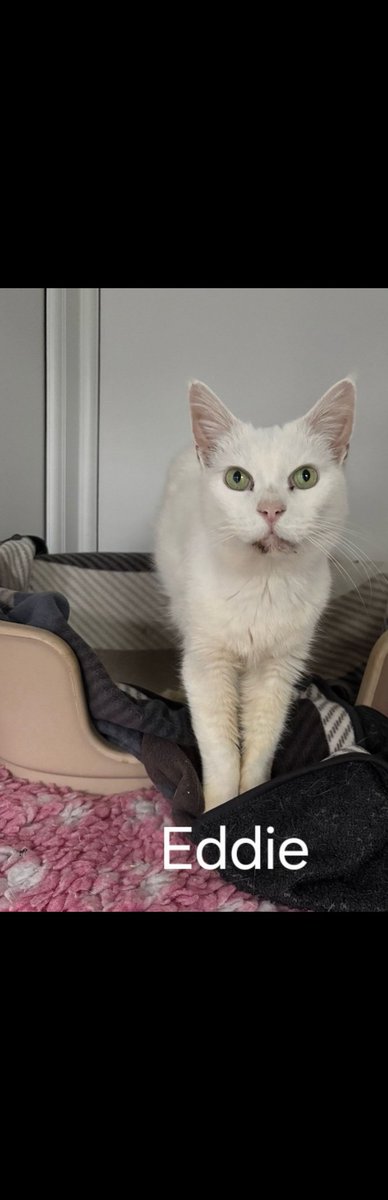 shelternews's tweet photo. Just a few of our #happyhomes to finish the week.
Wishing Clifford, Hilda and Eddie all the best in their new homes and Red has been reserved to go to his new home 😺
#thescratchingpost #sundayvibes #adoptdontshop https://t.co/Xx3qtMZXVH