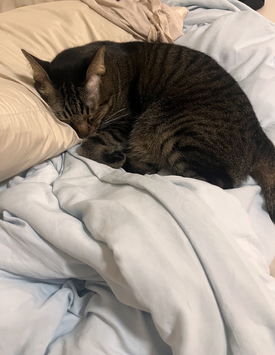 bc. 🎐 tweet media