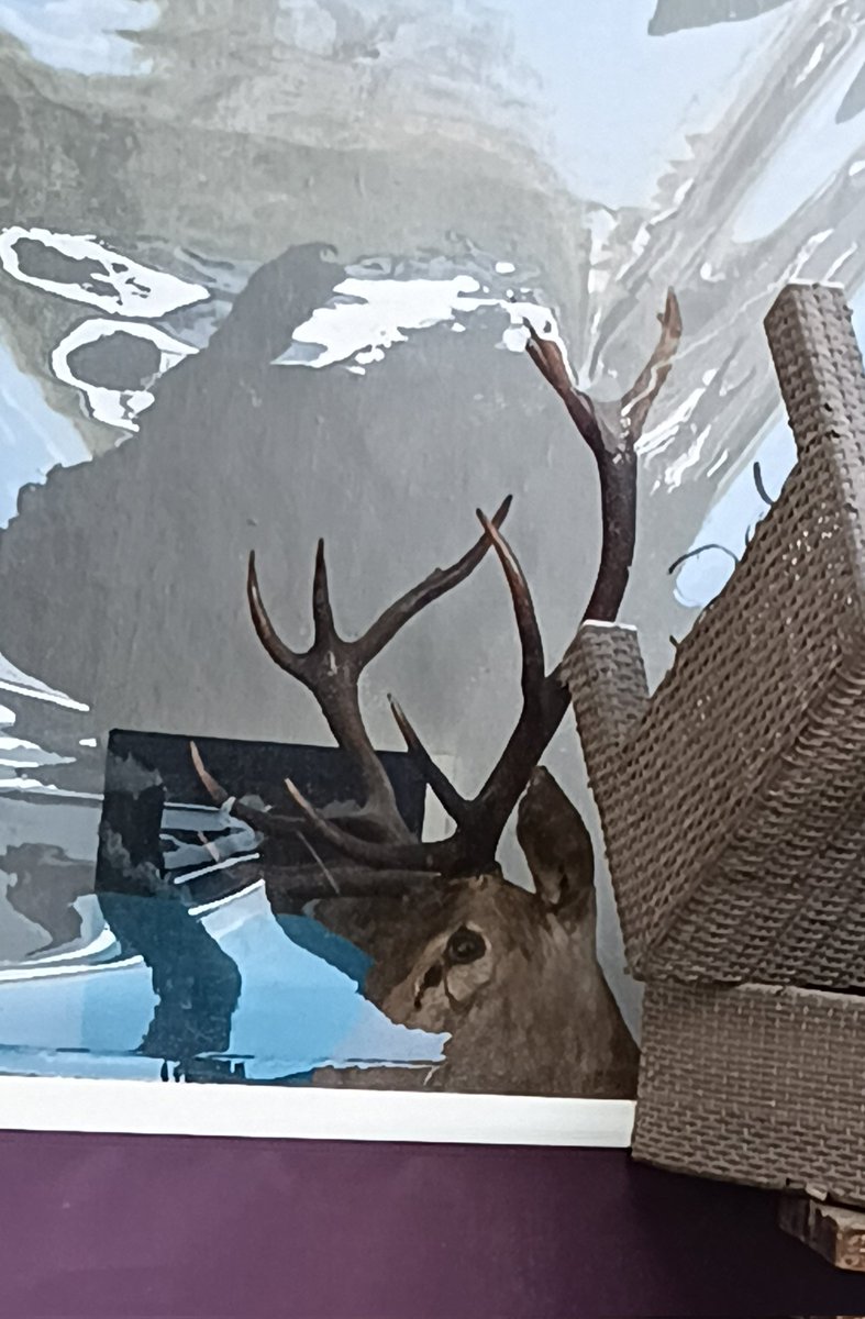  𝖘𝖍𝖎𝖗𝖔𝖌𝖆𝖓𝖊. tweet media