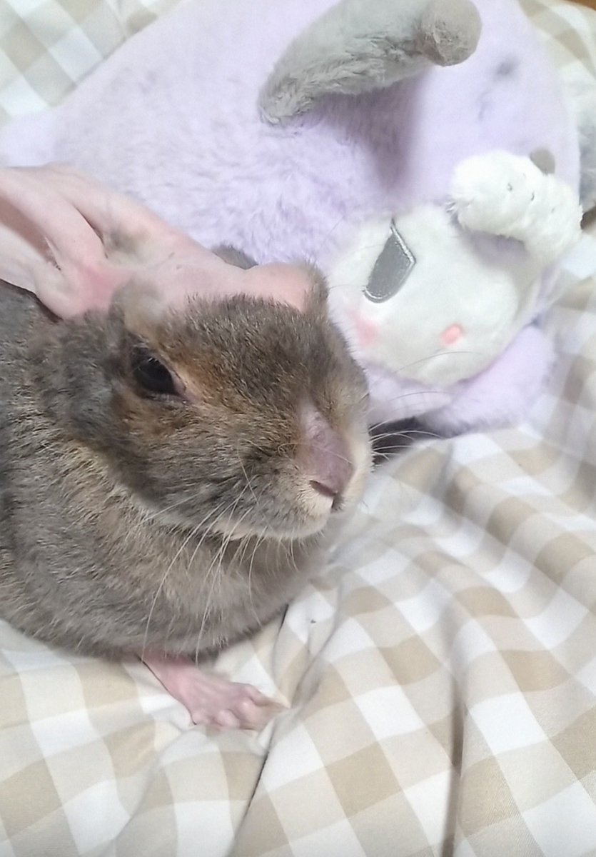 cyoko kinako(うさぎ🐰のチョコちゃん) tweet media