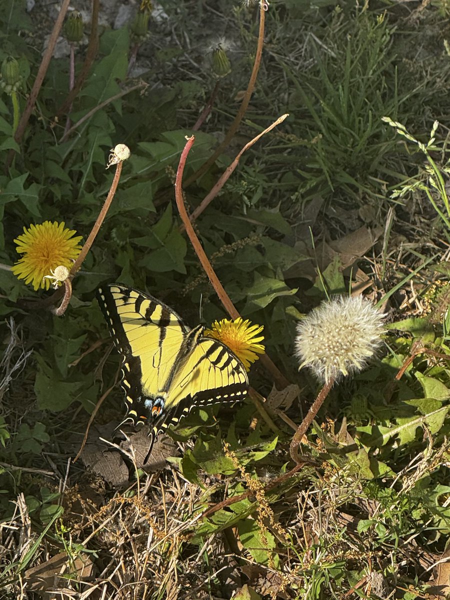 HIGH•Empress 🐞 tweet media