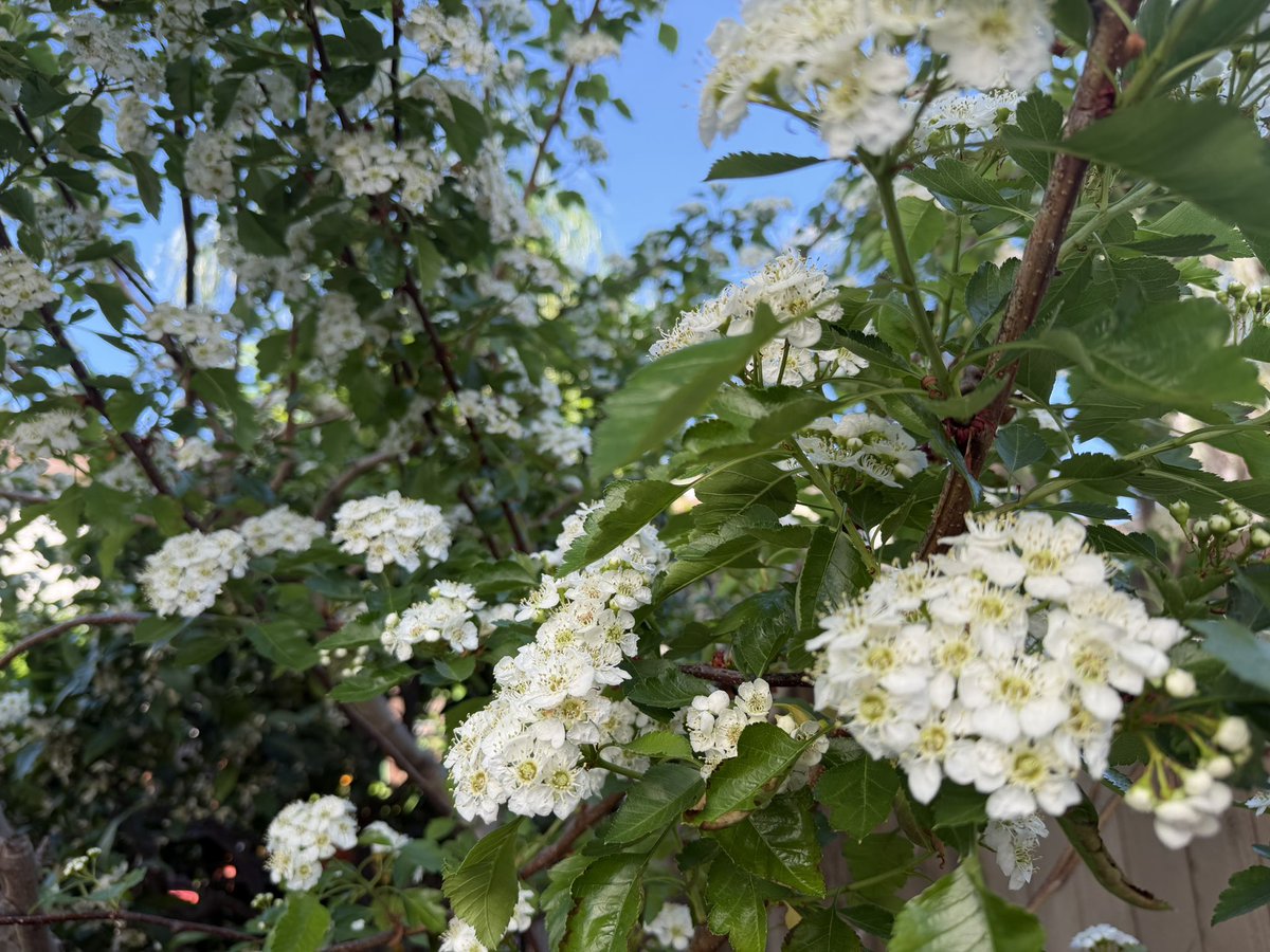 Roast Duck tweet media