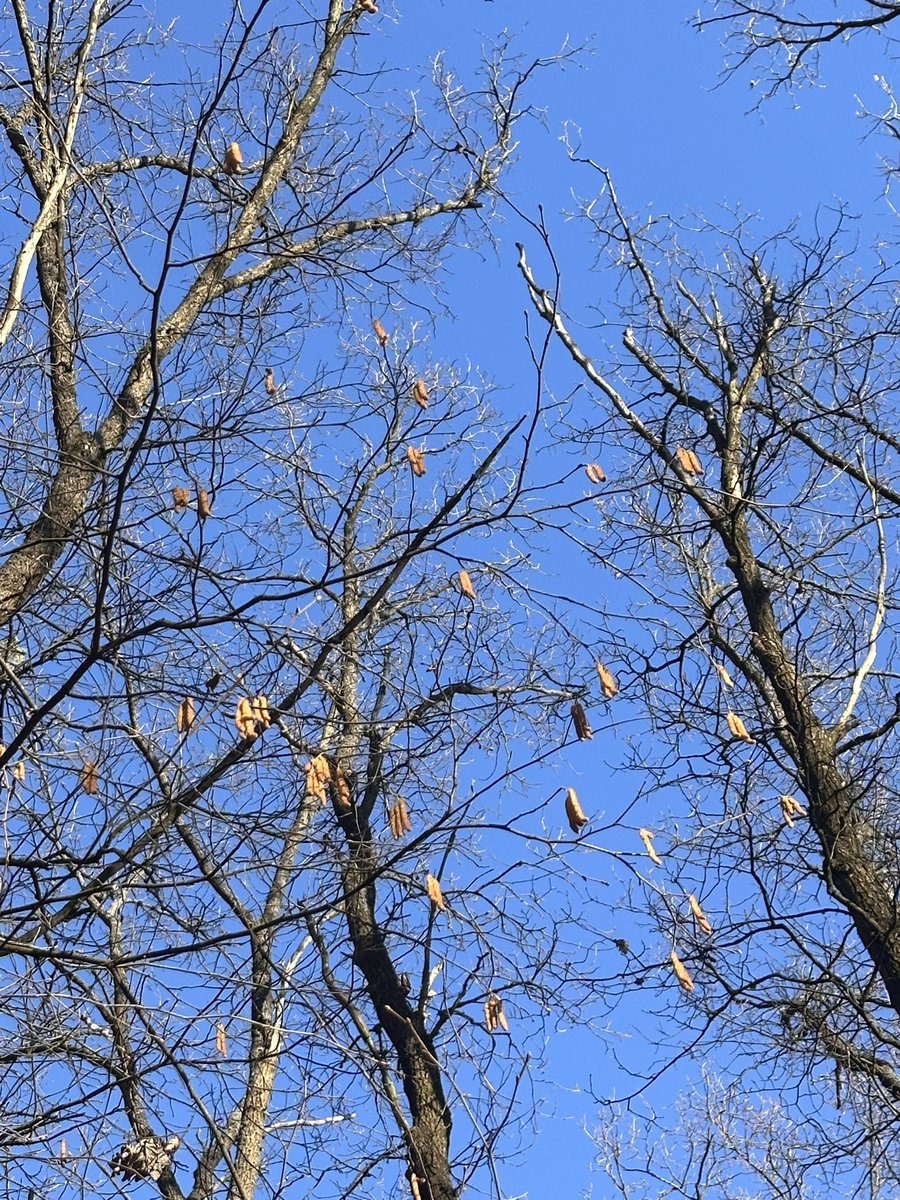 молодша Кажант tweet media