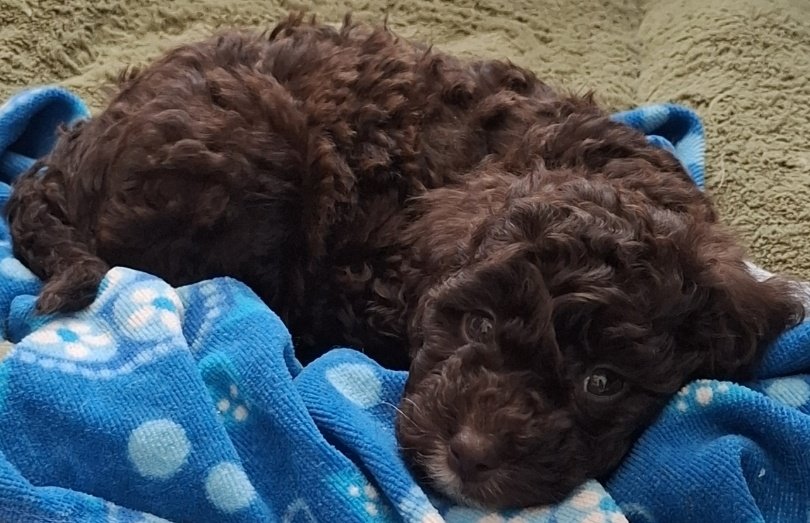 radioapple bigfan 🍉 tweet media