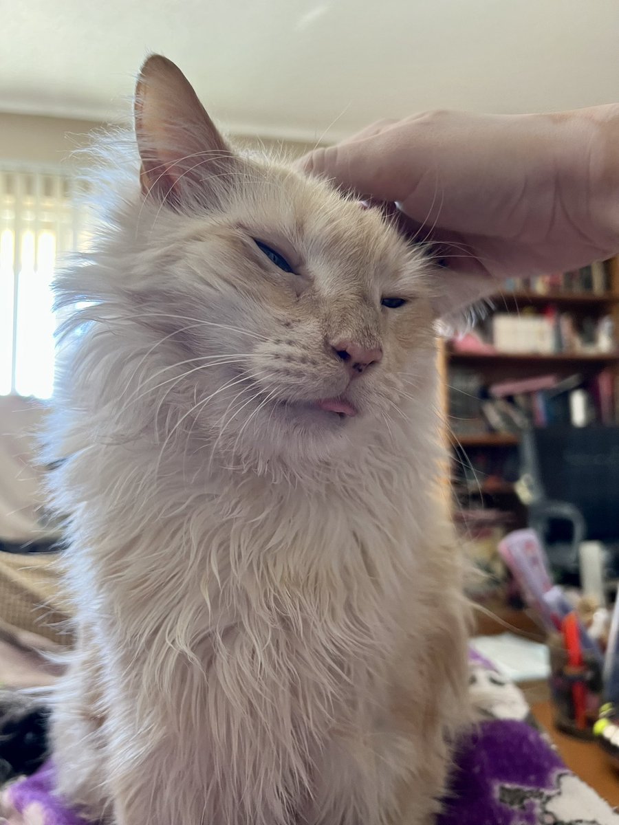 Mo 🌈 (Flambert• Transfag Flambae Truther) tweet media