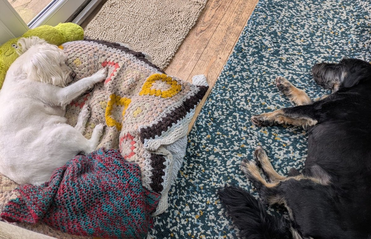 Ernie (and lil' bro Stan) 🐾 tweet media