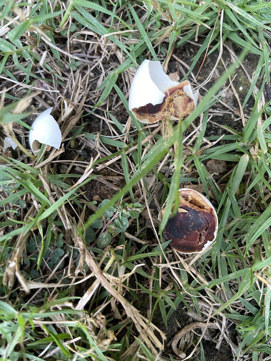 اغتراب🕊 tweet media