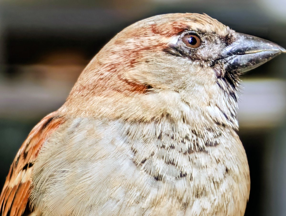 El Bici Campeador 🚍 tweet media