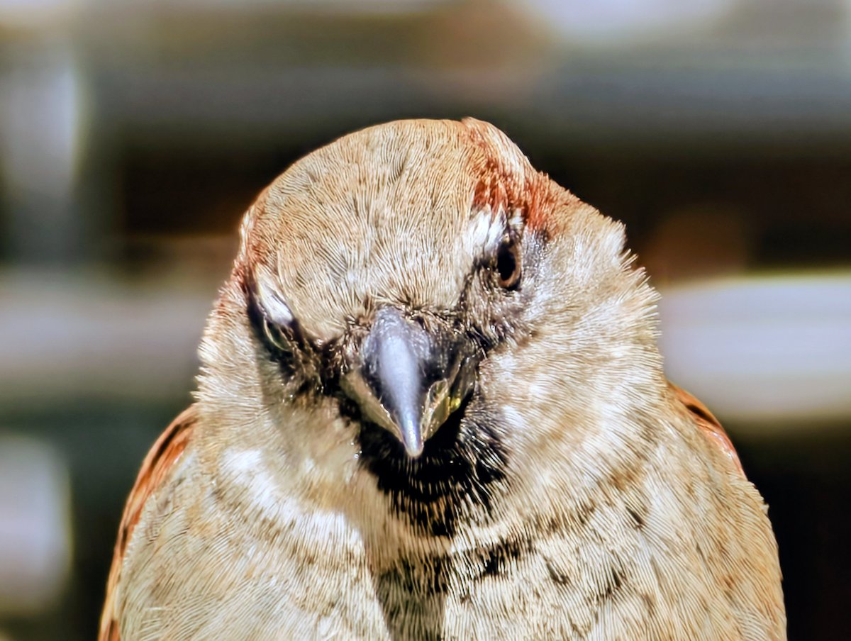 El Bici Campeador 🚍 tweet media