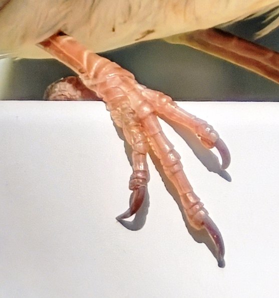 El Bici Campeador 🚍 tweet media