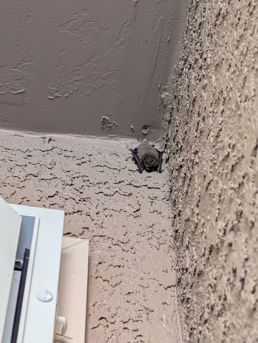 No.Xero 💀 | FrakinPuppy Idol| EN Vtuber tweet media