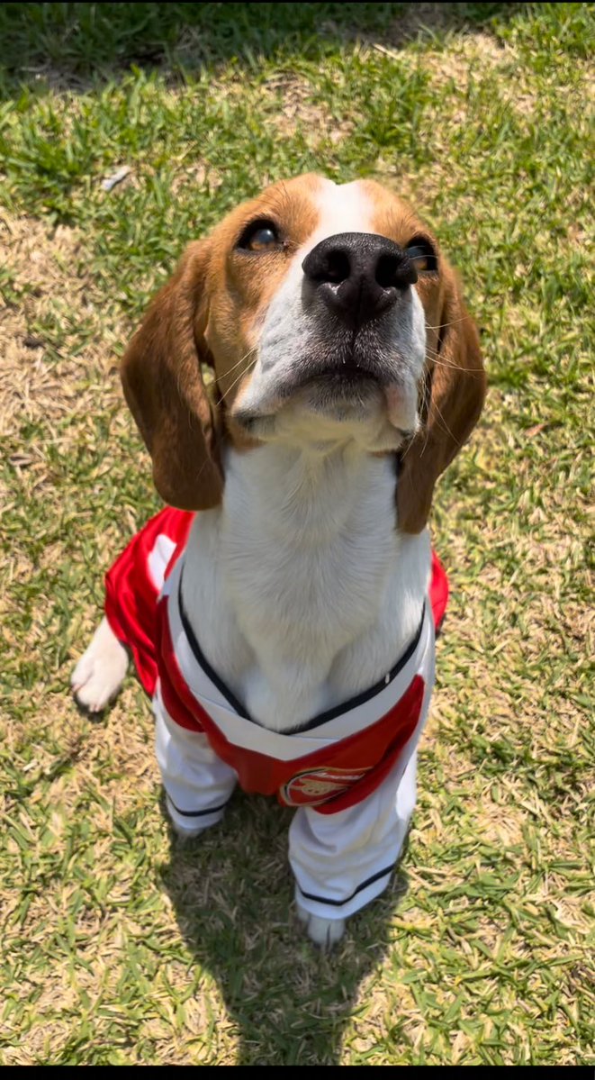 En esta casa todos portamos los colores, arriba el Arrrrrrsenal 🤌🏽