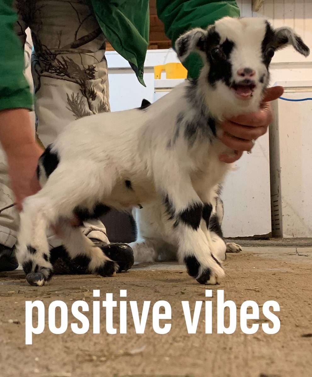 Card Goat tweet media