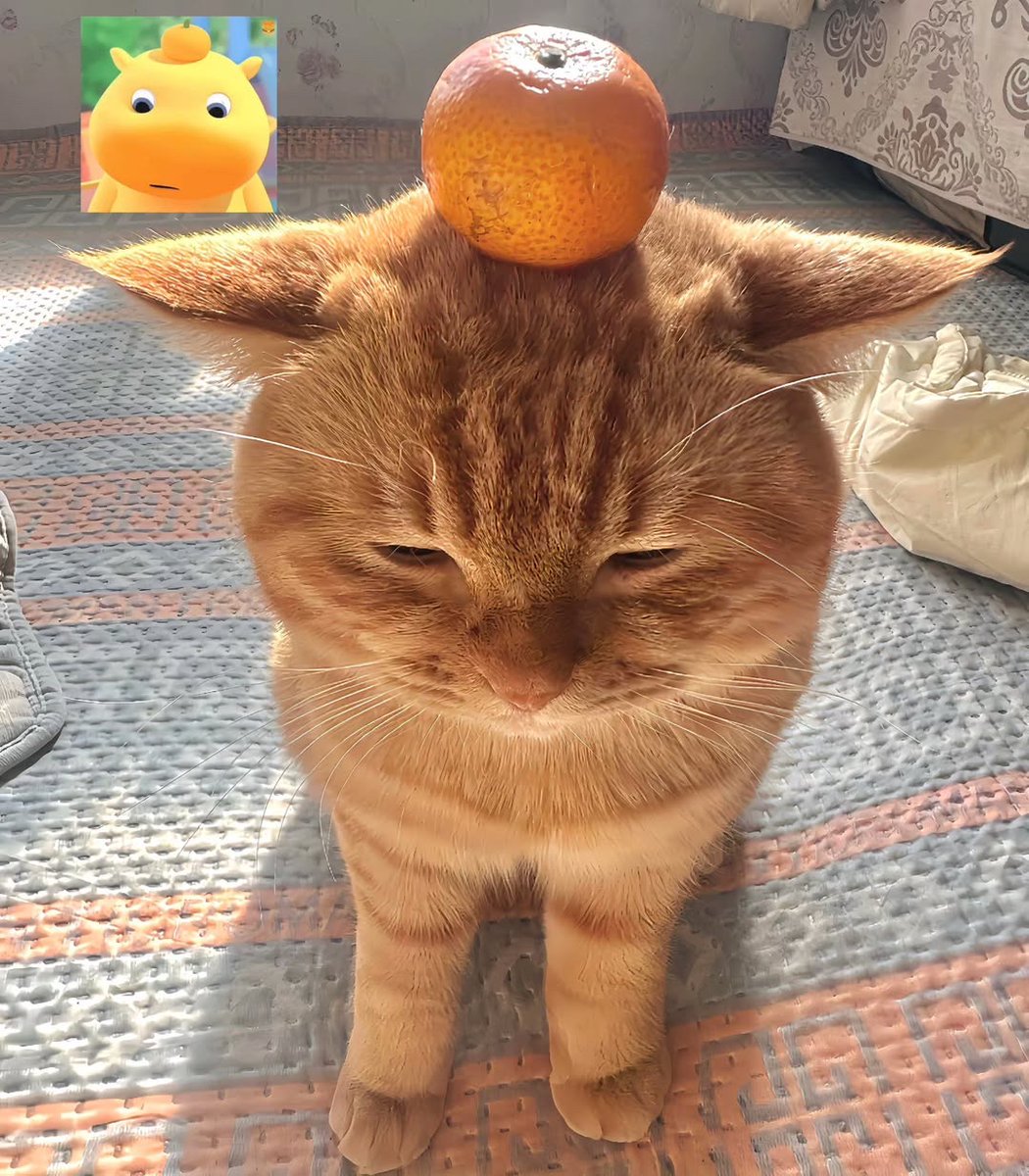 No Context Cats tweet media