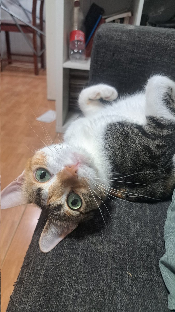 איש יחסי הציבור של נושאי המגבעת. tweet media