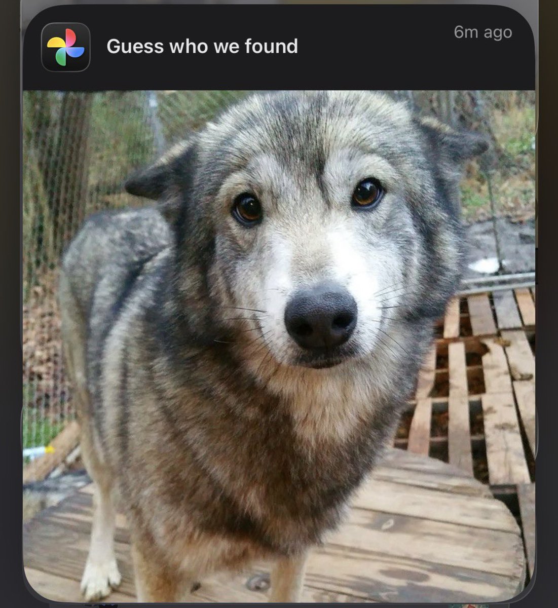 Mutt 𐂯 tweet media