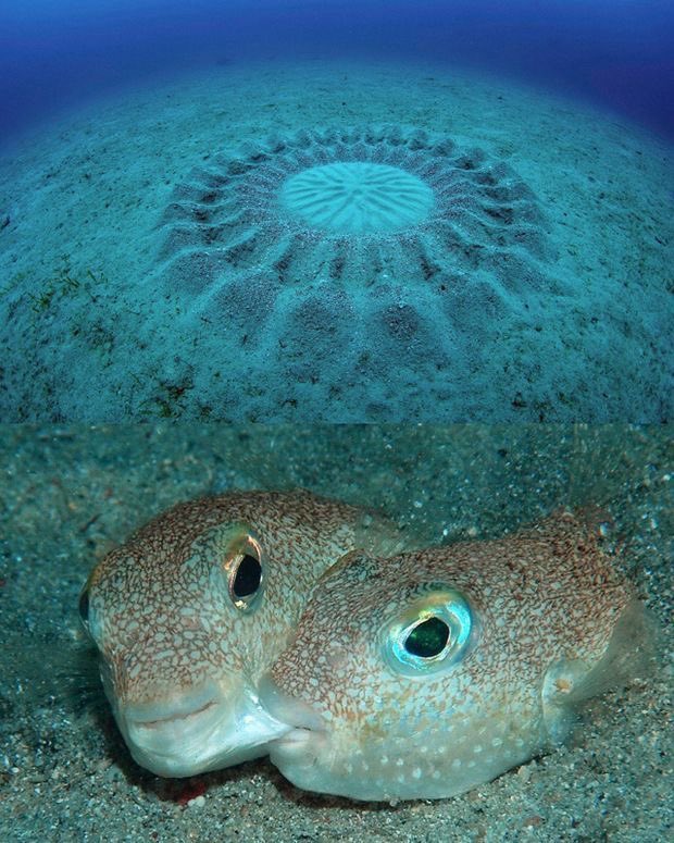 fishious tweet media