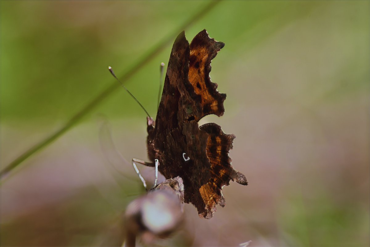 Phil Burnside tweet media