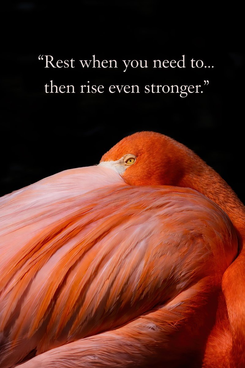 daquick's tweet photo. Rest, Reset, Rise Stronger 🦩✨
Even in the wild, there is a time to rest.
Debbie Quick | Debs Creative Images
#WildlifePhotography #Flamingo #NatureInspiration #RestAndRecharge #MindsetMatters #NatureLovers #WildlifeArt #InnerStrength #DebsCreativeImages #PeacefulMoments https://t.co/nrtcUiNOcz