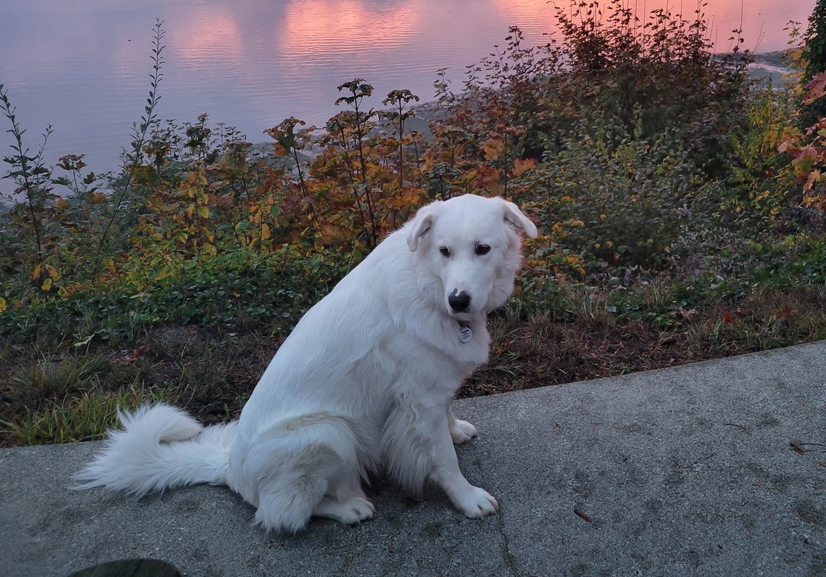 🌏PEACE✌️☮️🕊♻️☘️ tweet media