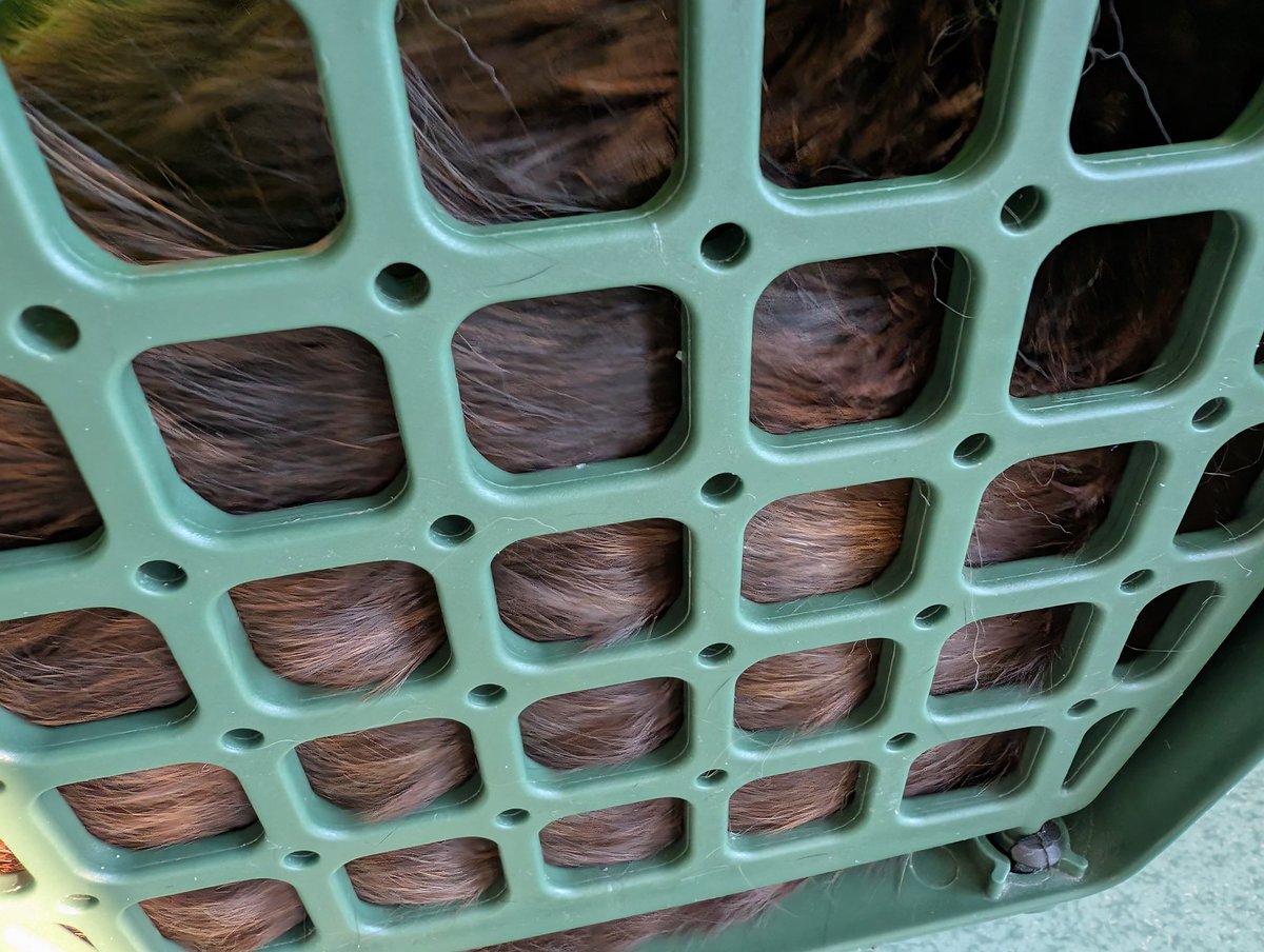 Передчасна артикуляція 🇺🇦 tweet media