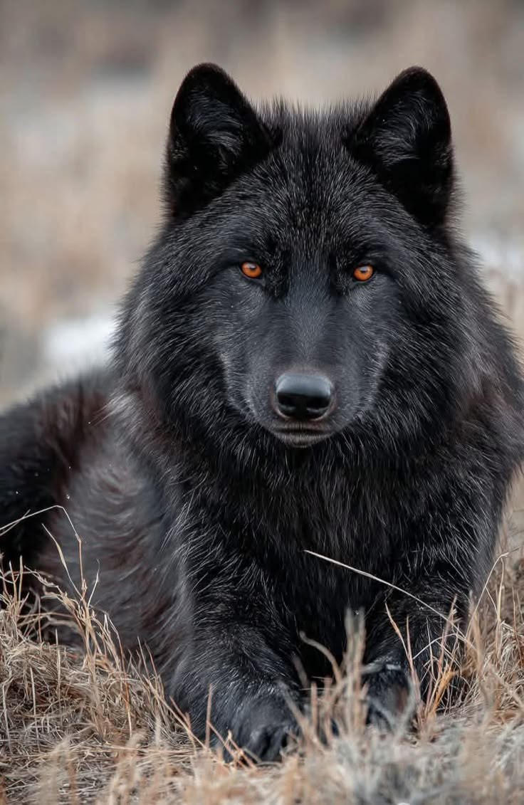 Wolf Empiree tweet media