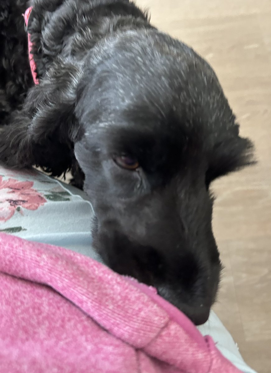 Daisy 🇮🇪 🐕‍🦺 & Alfie 🌈 🐕🥰 tweet media