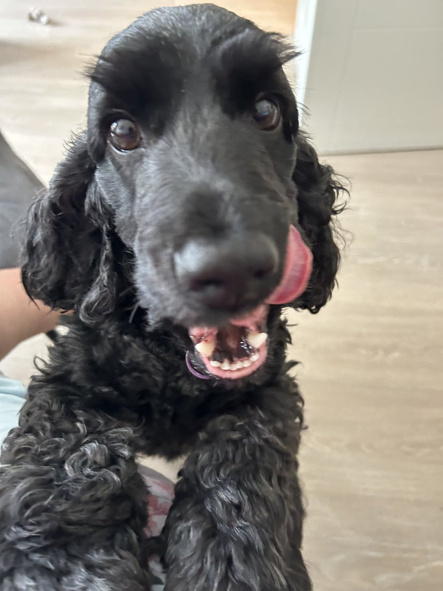 Daisy 🇮🇪 🐕‍🦺 & Alfie 🌈 🐕🥰 tweet media