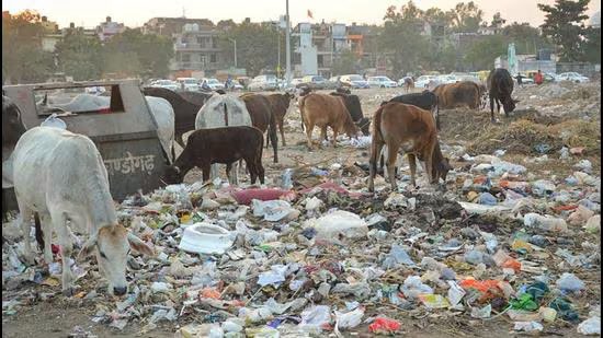 Will Sexton tweet media