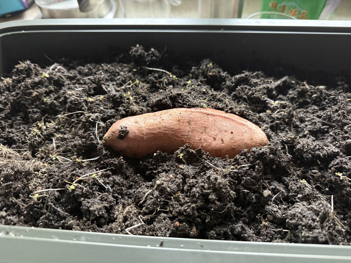 Regular_Guy tweet media